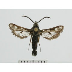 /filer/webapps/moths/media/images/X/xhosarum_Thyranthrene_PT_ZSM_02.jpg