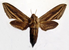 /filer/webapps/moths/media/images/U/ugandae_Theretra_AM_Basquin_02.jpg