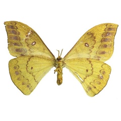 /filer/webapps/moths/media/images/Z/zanzibarica_Tagoropsis_AF_RMBHb.jpg