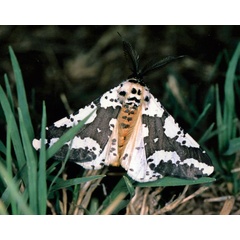 /filer/webapps/moths/media/images/M/meridiana_Nothabraxas_A_Roland_01.jpg