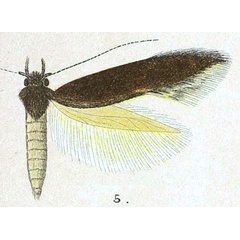 /filer/webapps/moths/media/images/P/praematura_Hieroxestis_STF_Meyrick_8-5.jpg