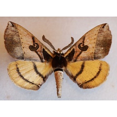 /filer/webapps/moths/media/images/C/comma_Spiramiopsis_AM_Stroehle.jpg