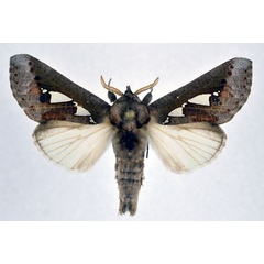 /filer/webapps/moths/media/images/B/bracteata_Antiophlebia_AM_NHMO.jpg