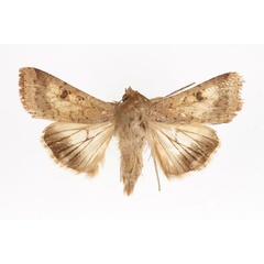 /filer/webapps/moths/media/images/A/armigera_Helicoverpa_AM_RMCA.jpg