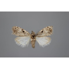 /filer/webapps/moths/media/images/M/melalopha_Nola_A_BMNH.jpg
