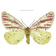 /filer/webapps/moths/media/images/S/smithi_Nothabraxas_PTF_ANHRT_02.jpg