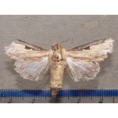 /filer/webapps/moths/media/images/N/nigricostata_Neostichtis_A_Goff_01.jpg
