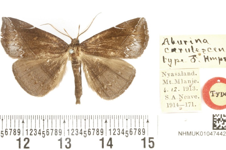 /filer/webapps/moths/media/images/C/coerulescens_Aburina_HT_BMNH.jpg