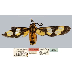 /filer/webapps/moths/media/images/S/seyrigi_Stictonaclia_AT_MNHN.jpg