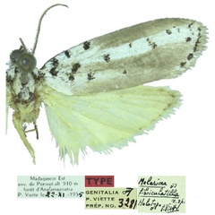 /filer/webapps/moths/media/images/F/fibriculatella_Melasina_HT_MNHN.jpg