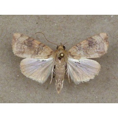 /filer/webapps/moths/media/images/A/arcuata_Maurilia_A_Butler_01.jpg