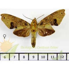 /filer/webapps/moths/media/images/L/lobipennis_Hypaedalea_AF_SMCR.jpg