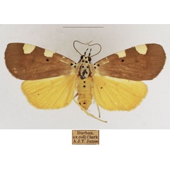 /filer/webapps/moths/media/images/A/aganais_Sommeria_AF_TMSA_02.jpg