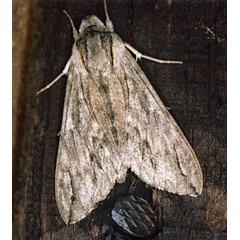 /filer/webapps/moths/media/images/J/juniperi_Oligographa_A_Roland_01.jpg
