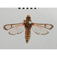/filer/webapps/moths/media/images/P/phaedrostoma_Synanthedon_AF_BMNH.jpg