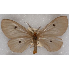 /filer/webapps/moths/media/images/D/disticta_Geodena_AM_NHMUK_01.jpg