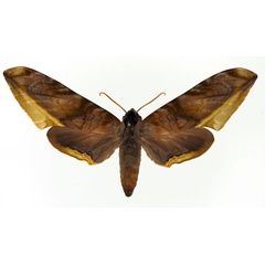 /filer/webapps/moths/media/images/G/guessfeldtii_Acanthosphinx_A_Basquin.jpg