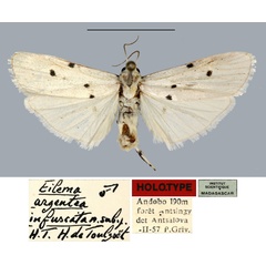 /filer/webapps/moths/media/images/I/infuscata_Eilema_HT_MNHN.jpg