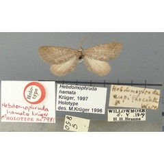 /filer/webapps/moths/media/images/H/hamata_Hebdomophruda_HT_TMSA.jpg