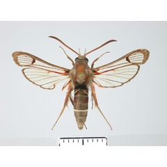 /filer/webapps/moths/media/images/F/fusca_Alonina_PT_TMSA.jpg