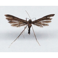 /filer/webapps/moths/media/images/J/junkeri_Platyptilia_HT_BMNH.jpg