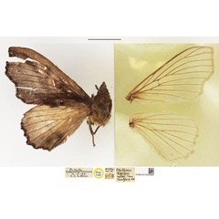/filer/webapps/moths/media/images/M/milleri_Odontogama_PTF_NHMUK.jpg