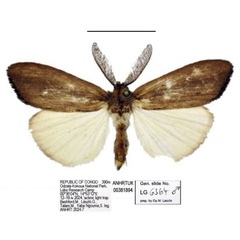 /filer/webapps/moths/media/images/B/bashfordae_Psalis_PTM_ANHRT_02.jpg