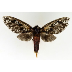 /filer/webapps/moths/media/images/M/myrmeleon_Eulophonotus_AF_TMSA.jpg