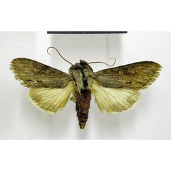 /filer/webapps/moths/media/images/M/minuta_Cucullia_A_TMSA.jpg