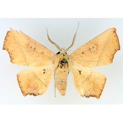 /filer/webapps/moths/media/images/X/xanthographa_Episparis_AM_TMSA_01.jpg