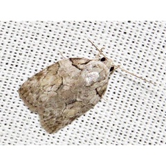 /filer/webapps/moths/media/images/V/virgulana_Pardasena_A_Braun.jpg