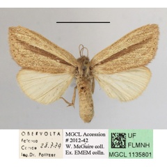 /filer/webapps/moths/media/images/S/strigata_Bisolita_AF_MGCLa_03.JPG