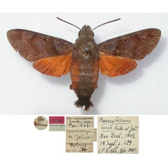 /filer/webapps/moths/media/images/S/soror_Macroglossum_HT_MNHN.jpg