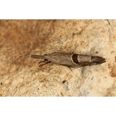 /filer/webapps/moths/media/images/A/africana_Deryaxenistis_A_Heyns_01.JPG