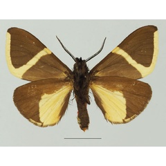 /filer/webapps/moths/media/images/L/laeta_Fodinoidea_AM_Basquinb.jpg