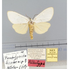 /filer/webapps/moths/media/images/B/bicolor-Pseudohypsoides-5076f-PT-Madagascar.jpg