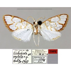 /filer/webapps/moths/media/images/O/oxylalis_Cirrochrista_HT_MNHN.jpg