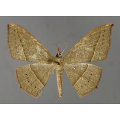 /filer/webapps/moths/media/images/A/atroviridata_Traminda_A_ZSM_01.jpg