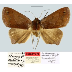 /filer/webapps/moths/media/images/M/mabillei_Stenopis_HT_MNHNa.jpg