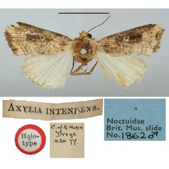 /filer/webapps/moths/media/images/I/intendens_Axylia_HT_BMNH.jpg