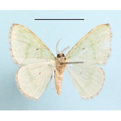 /filer/webapps/moths/media/images/U/undulilinea_Thetidia_A_MGCLb_01.JPG