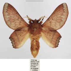 /filer/webapps/moths/media/images/M/missdebeerae_Morongea_AM_TMSA_02.jpg