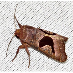 /filer/webapps/moths/media/images/A/alambica_Conservula_A_Braun_06.jpg