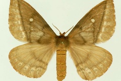 Maltagorea monsarrati