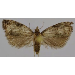 /filer/webapps/moths/media/images/E/ethiopica_Endothenia_AF_Trematerra.jpg