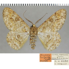 /filer/webapps/moths/media/images/T/toulgoetae_Neocleora_HT_ZSMa.jpg