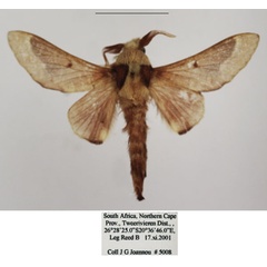 /filer/webapps/moths/media/images/M/madibirense_Streblote_AM_TMSA_02.jpg