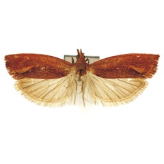 /filer/webapps/moths/media/images/O/oios_Lathronympha_HT_Bassi.jpg