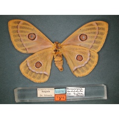 /filer/webapps/moths/media/images/L/lutea_Bunaeopsis_HT_RMCA_02.jpg