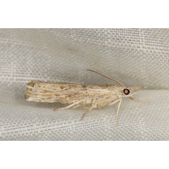 /filer/webapps/moths/media/images/S/serranella_Culladia_A_Heyns_01.JPG